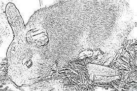 முயல் அச்சிடக்கூடிய வண்ணப் பக்கங்கள்